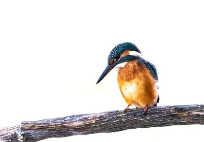 Close-up of bird perching on wooden post against clear sky