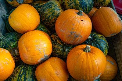 High angle view of pumpkins