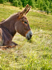 Close-up of a turtle on field