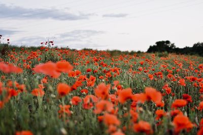 View of flowering plants on field against sky