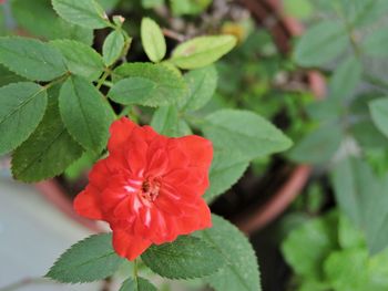 Close-up of red flower