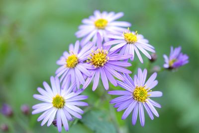 Close-up of purple flowering plants