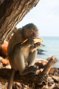 Monkey eating banana on tree at sea shore