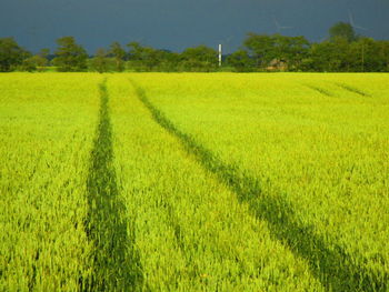 Scenic view of agricultural field