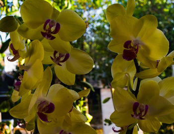 Close-up of yellow flowers blooming outdoors