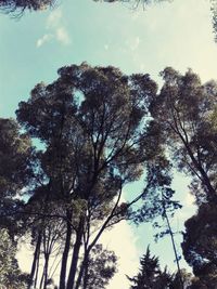 Low angle view of trees against sky