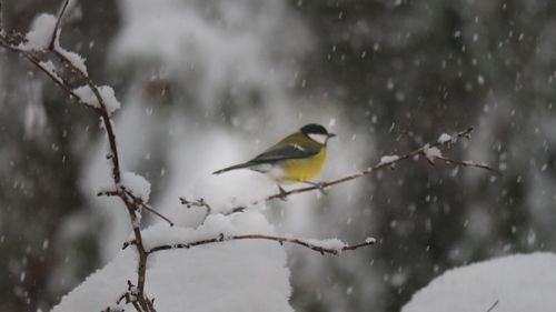 Bird perching on branch during winter