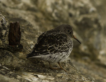 Close-up of bird perching outdoors