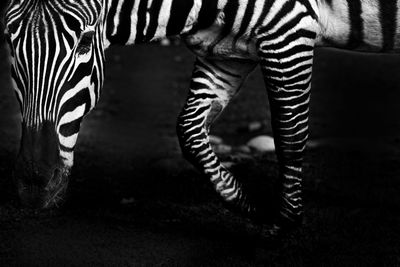 Close-up of zebra in zoo