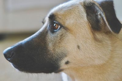 Close-up of dog