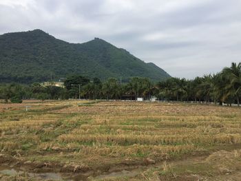 Scenic view of field against sky