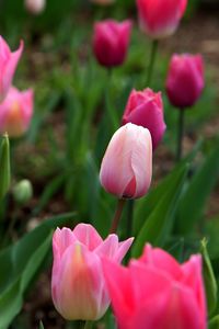 Close-up of pink tulips