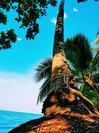 Palm tree by sea against sky