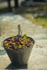 A full bucket of medlar