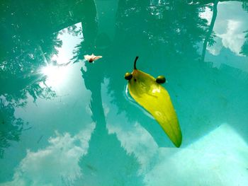 High angle view of turtle swimming in water