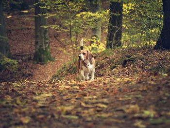 Beagle strolling in forest