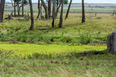 Scenic view of grassy field