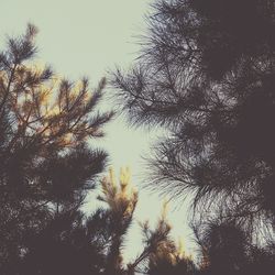 Low angle view of trees against sky