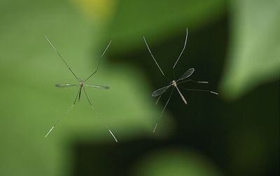 Spider on web