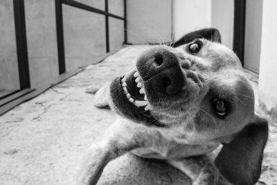 Portrait of dog relaxing on floor at home