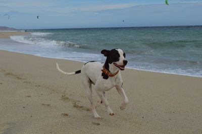 Dog on beach against sky