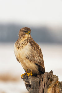 Common buzzard 