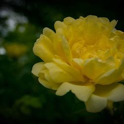 Close-up of yellow flower