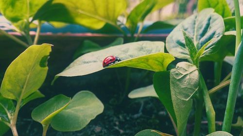 Close-up of ladybug on plant