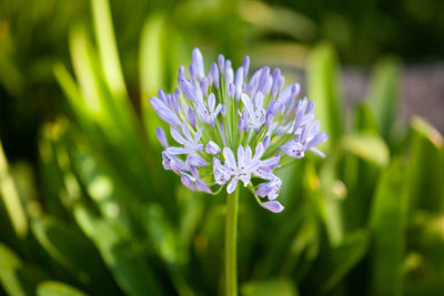 Close-up of purple flowering plant