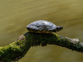 High angle view of turtle in lake