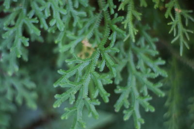 Close-up of pine tree