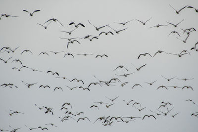 Low angle view of birds flying in the sky
