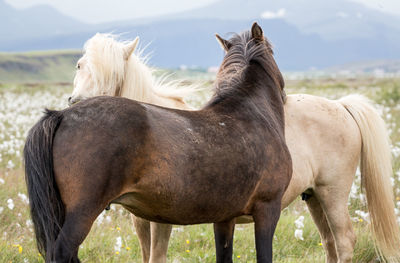 Close-up of horse standing on field against sky