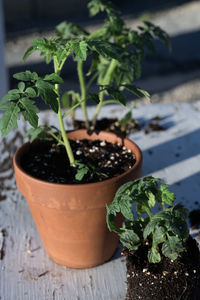 Table top view of gardening or potting bench with young tomato plants, clay pot, garden basket