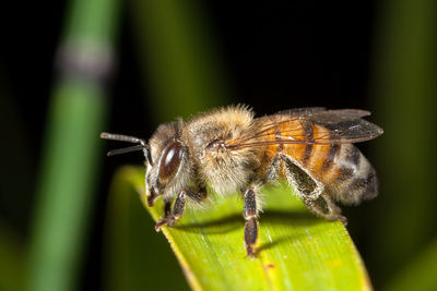 Close-up of insect on plant