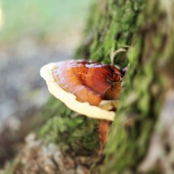 Close-up of beetle on red leaf