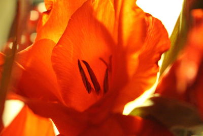 Close-up of orange flower