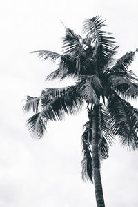 Low angle view of palm tree against sky