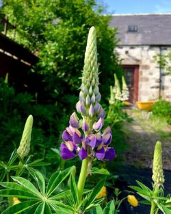 Close-up of purple flowering plant