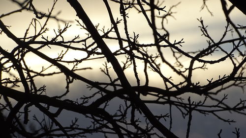 Bare trees against sky