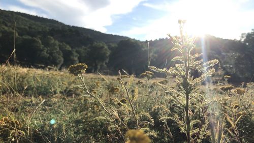 Plants growing on field against sky