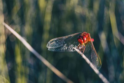 Close-up of dragonfly on plant