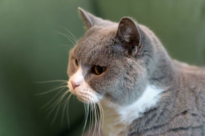 Close-up of a cat looking away