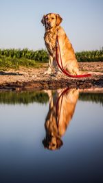 Portrait of dog sitting by lake against sky