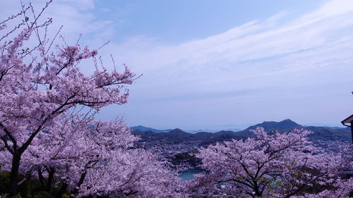 Cherry blossoms against sky