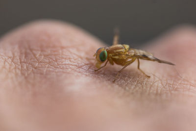 Close-up of insect on hand