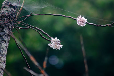 Close-up of flowering plant