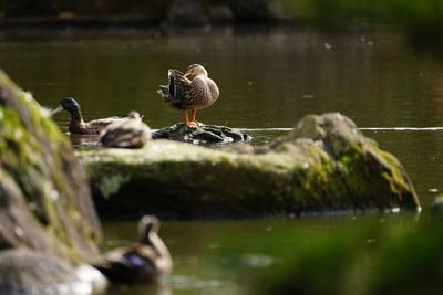 Ducks at lakeside