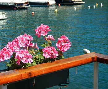 Close-up of flowers floating on lake