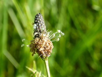 Close-up of insect on flower